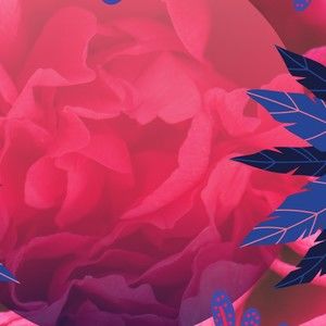 Meet your Posher, Desiree